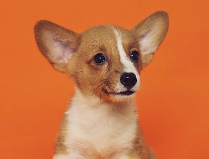 Small puppy on orange background